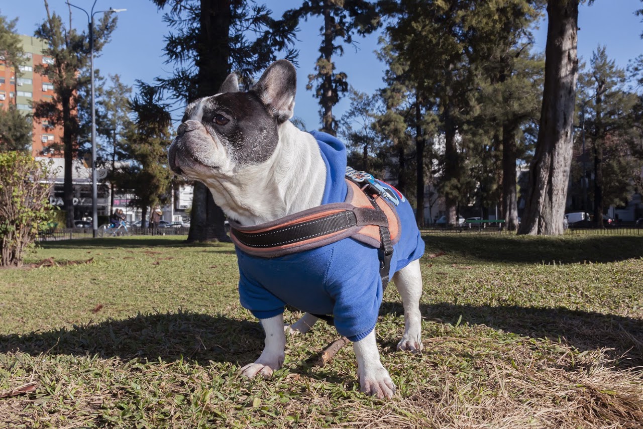 Bulldog francés con collar de cuero en estudio INIFOTOS